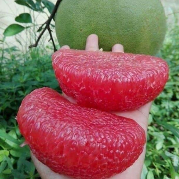 Bưởi ruby thái lan nhập 100% + Tặng 01 cây dâu da đất