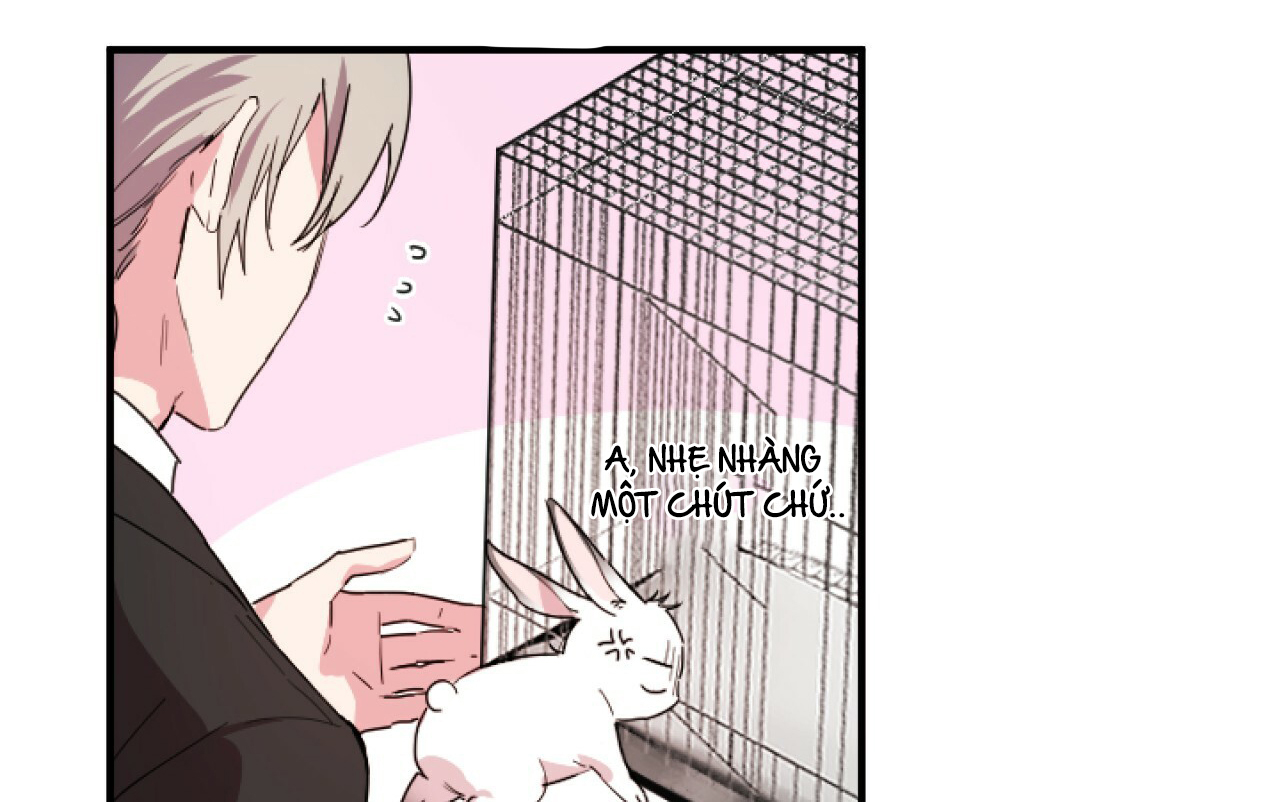 những chú thỏ của hapypy chapter 2 67