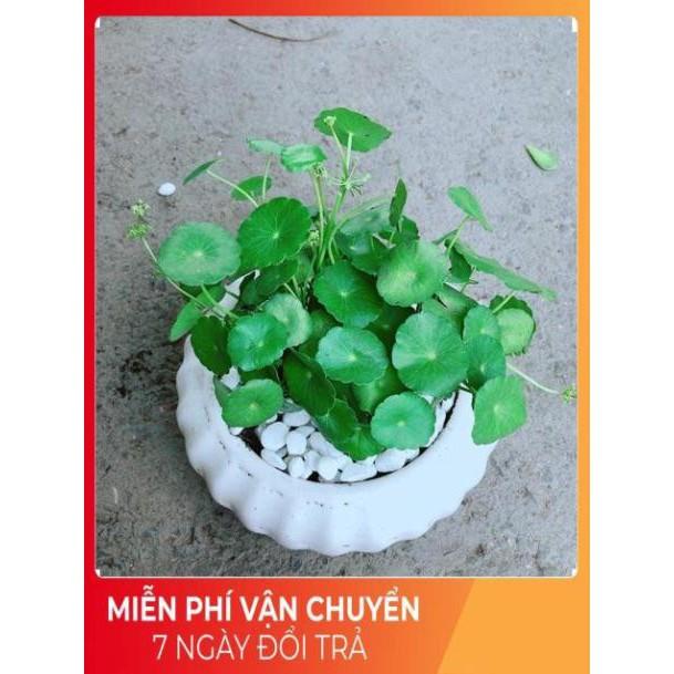 Chậu Cỏ Đồng Tiền