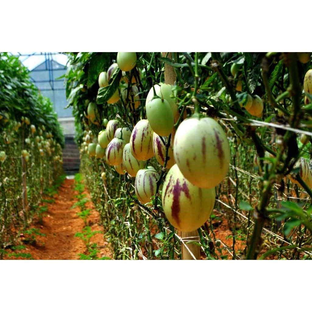 Gói 4 Hạt giống dưa Pepino Nam Mỹ F1 - nảy mầm tốt, quả thơm ngon, trái ngọt - hạt tuyển chọn chất lượng cao