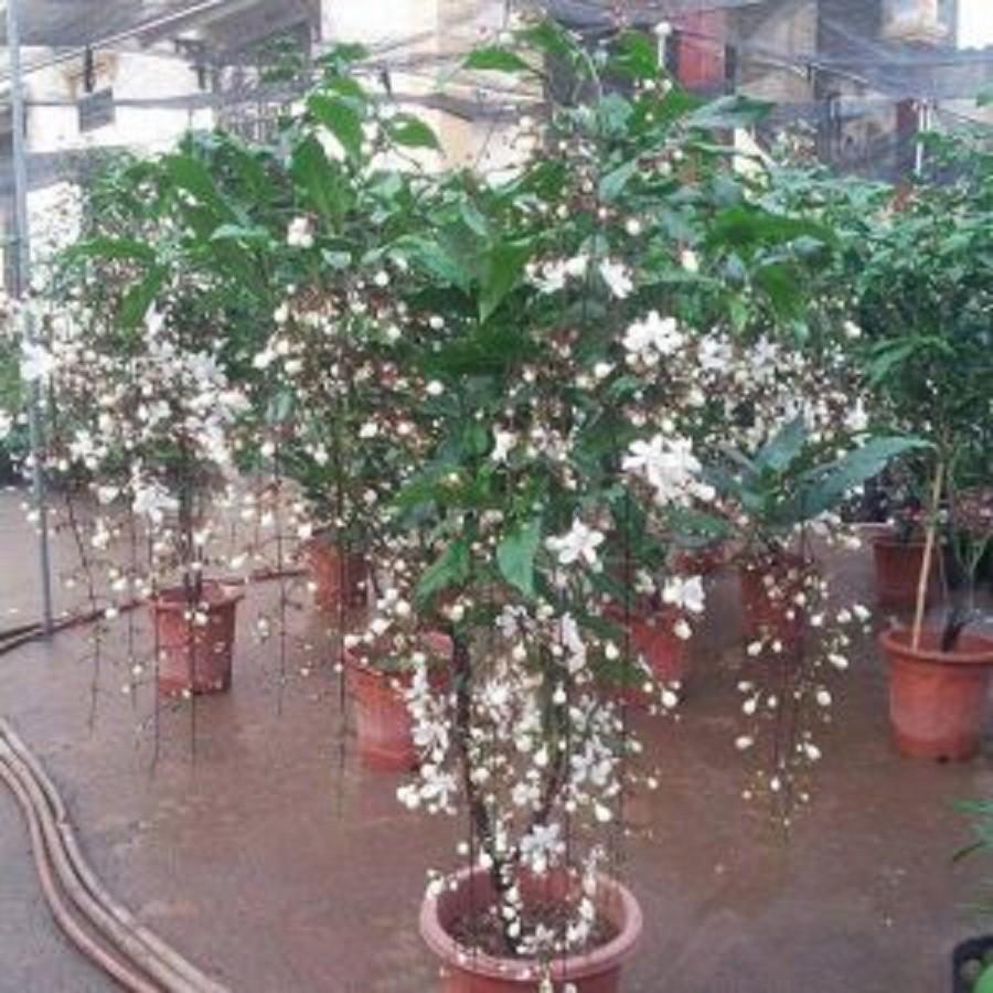 Cây giống dạ ngọc minh châu chậu lớn