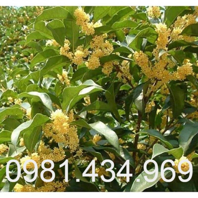 Cây Mộc Hương Ta Trưởng Thành 70cm Hoa Thơm Phức