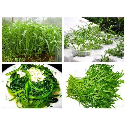 Hạt giống rau muống lá tre cao sản