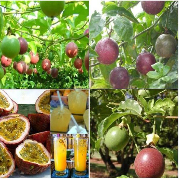 COMBO 2 gói hạt giống chanh leo tím ta siêu quả