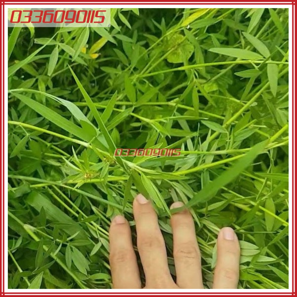 500g Hạt giống cỏ đậu stylo giàu dinh dưỡng dùng cho chăn nuôi - Hạt giống cỏ chăn nuôi loại 1