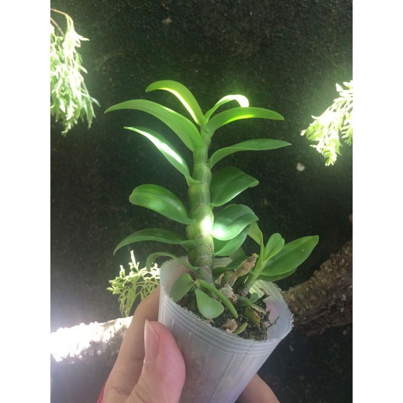 Cốc phi điệp 5 cánh HỒNG MẮT NGỌC - hàng CẤY MÔ - hoa TÙY DUYÊN - hoa siêu đẹp