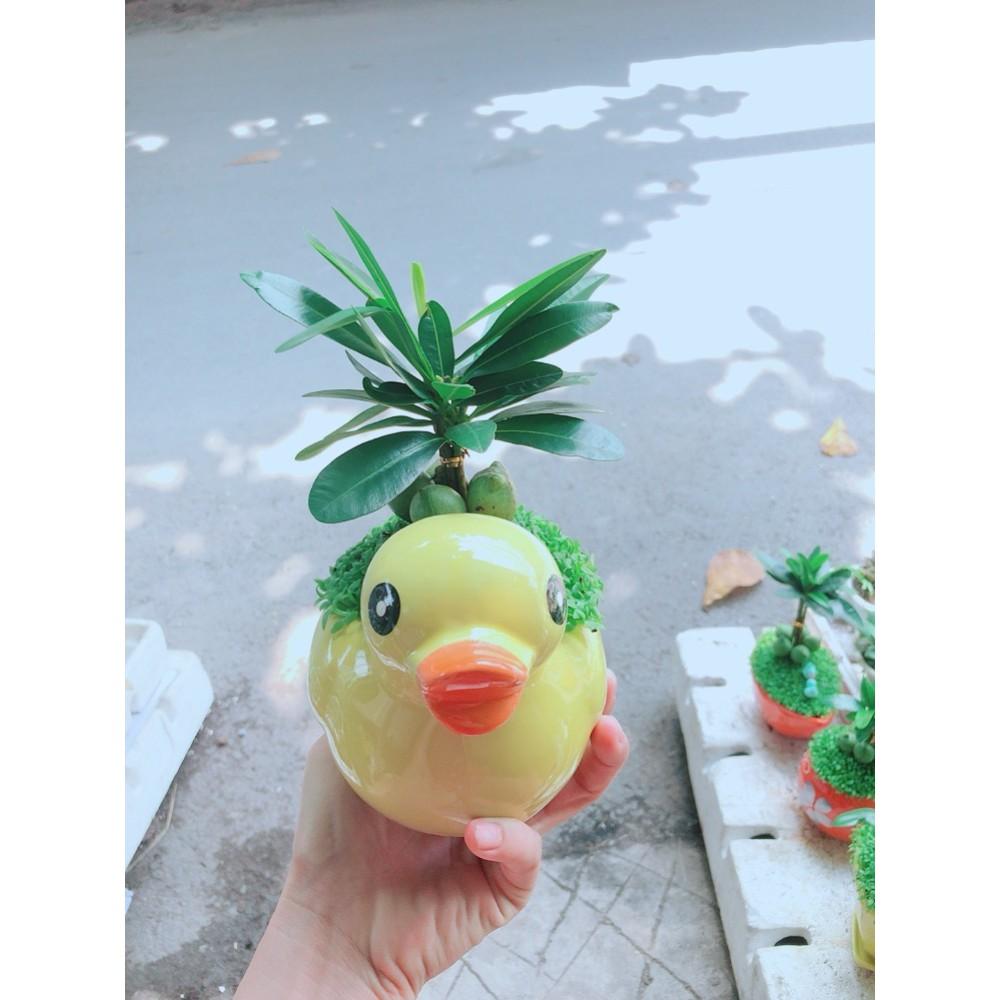 Chậu Cây May Mắn Vịt Vàng