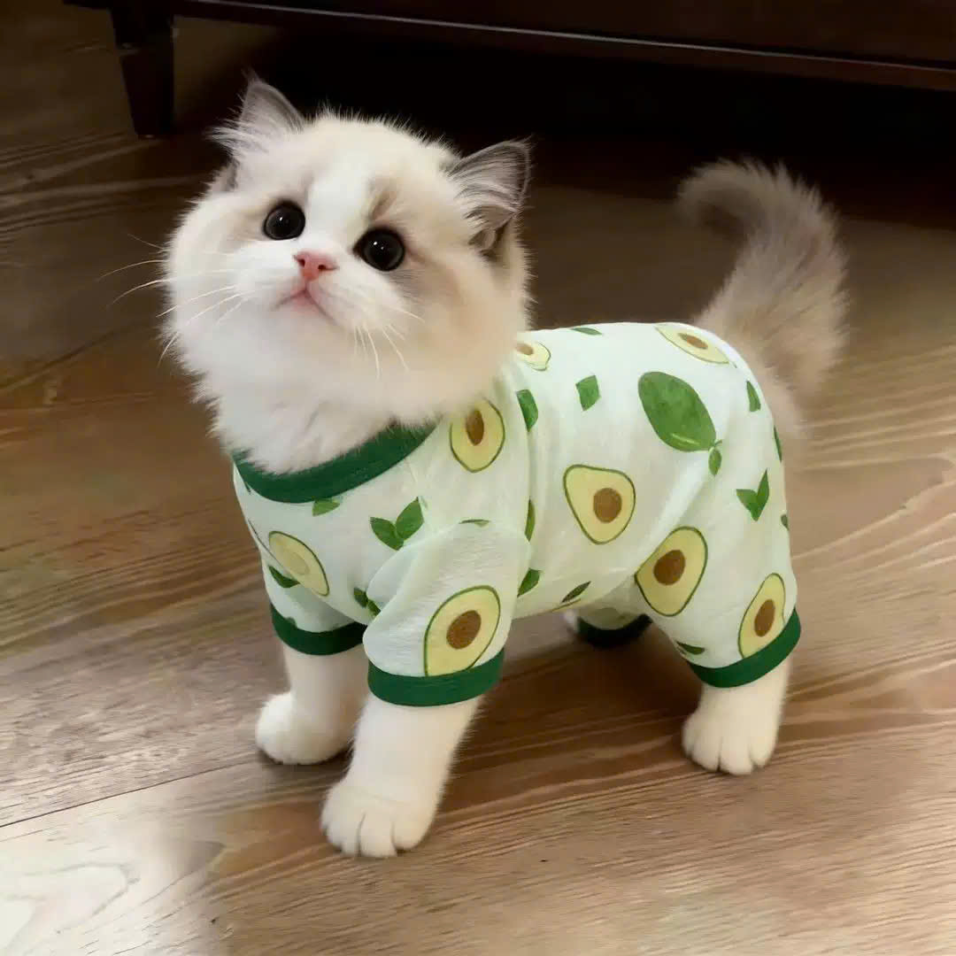 QUẦN ÁO MỎNG THOÁNG KHÍ MÁT MẺ SIÊU VIP TỪ 0.5-7.5KG DÀNH CHO THÚ CƯNG CHÓ MÈO