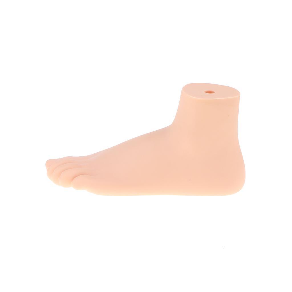 1:1 Lifesize Human Normal Foot Model with Ligaments Bones Muscles Anatomical Model Kit