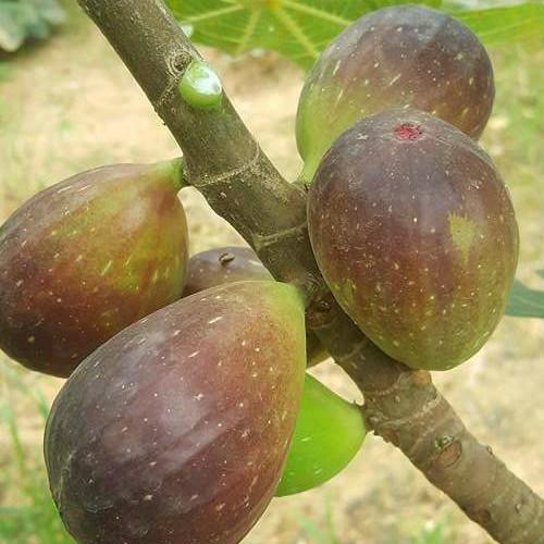Hạt giống sung Mỹ 5 hạt/ gói