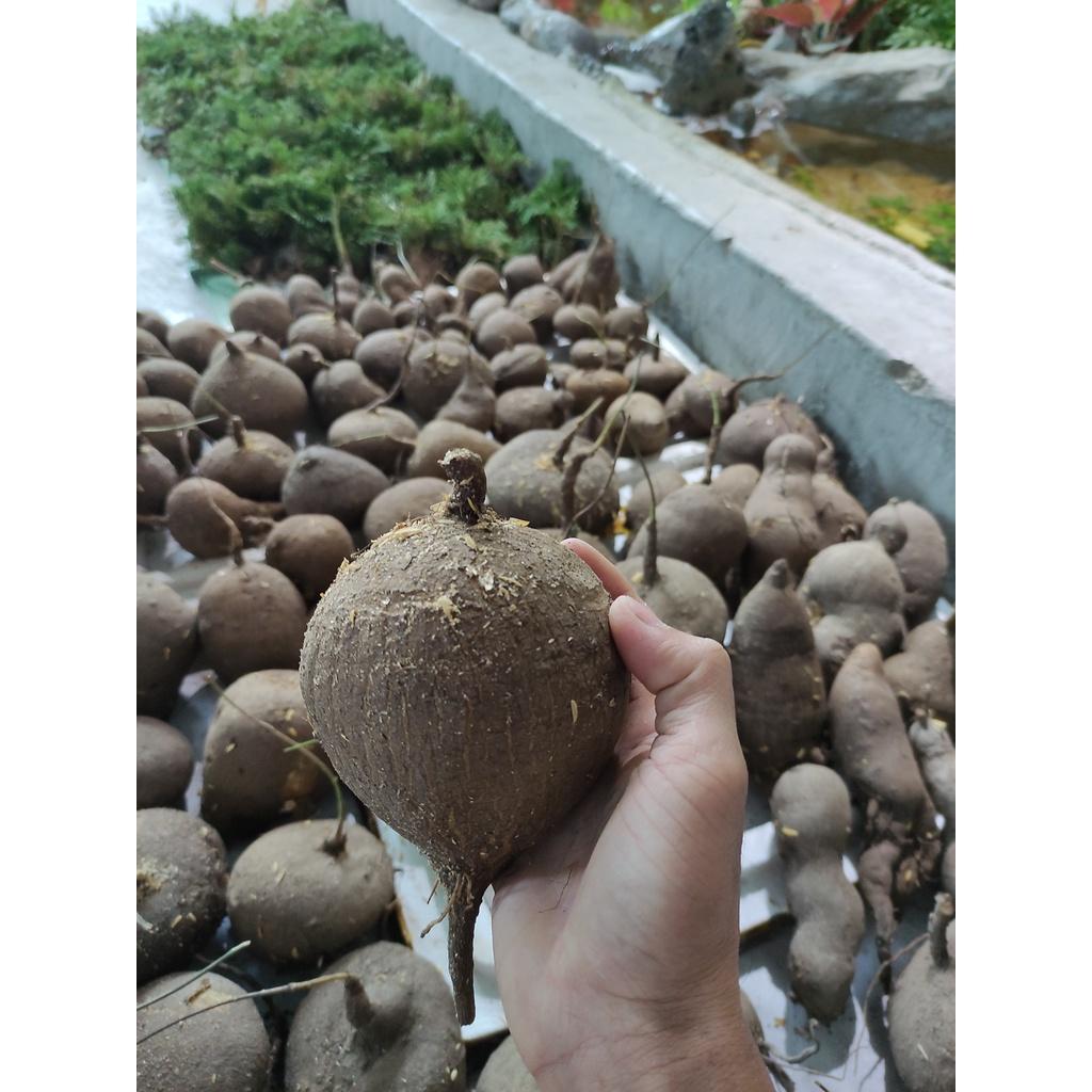 Củ bình vôi 981