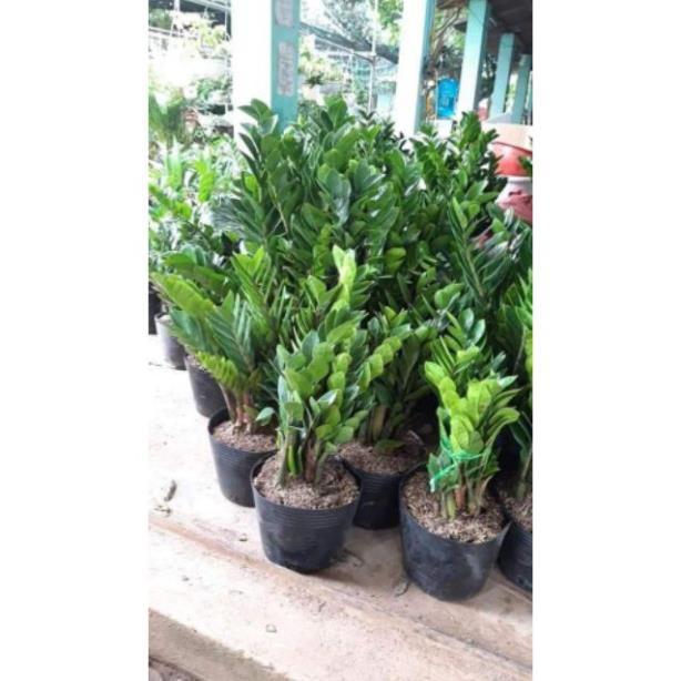 Sản phẩm CÂY KIM TIỀN