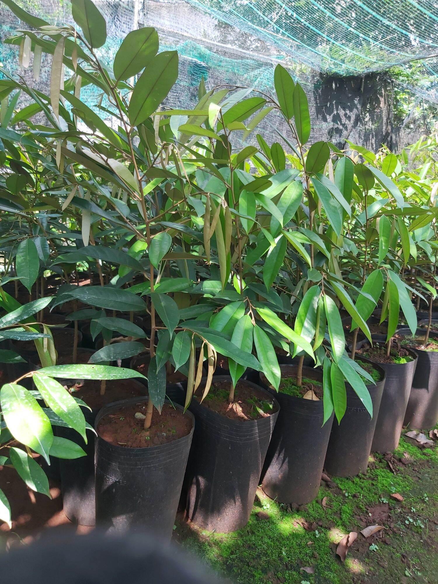 CÂY GIỐNG SẦU RIÊNG ÓC KHỈ
