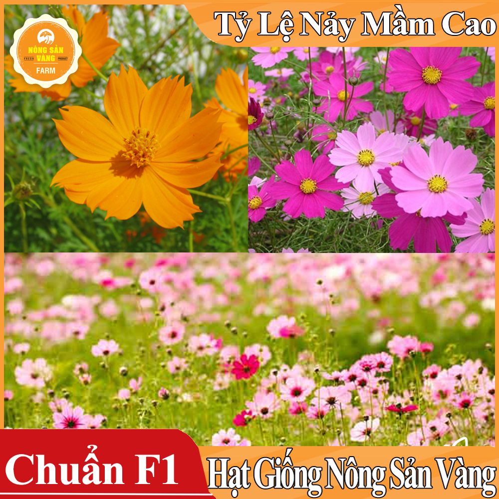 Hạt giống Hoa Cánh Bướm Nhiều Màu ( Gói 100 hạt ) - Nông Sản Vàng