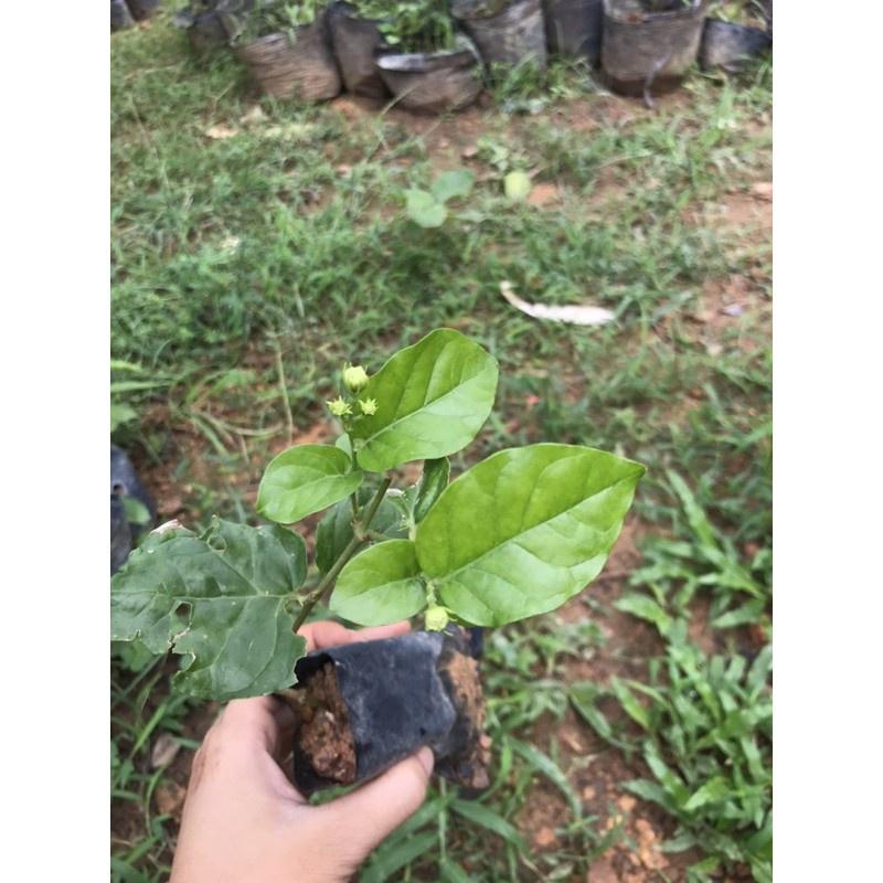 Cây giống nhài ta- bầu giống