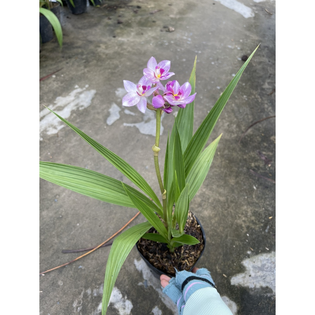 Hoa lan chu đỉnh màu mới