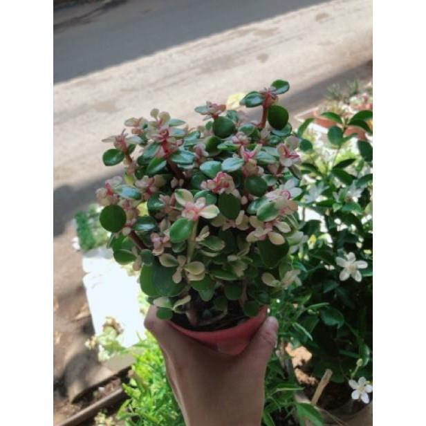 Sen đá đô la trắng