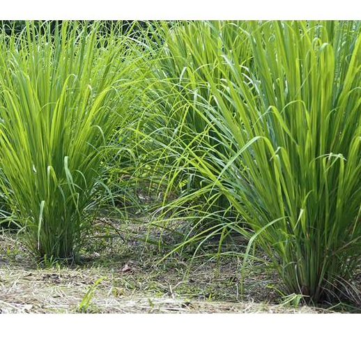 Hạt giống cỏ Ubon Paspalum - Cỏ xả chịu ngập - Giống chuẩn, dễ trồng