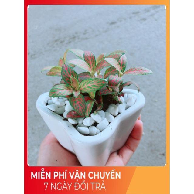 Chậu Cẩm Nhung Đỏ Nhạt