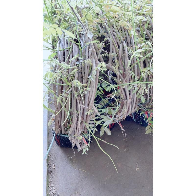 Cây Tử Đằng 5 Cây