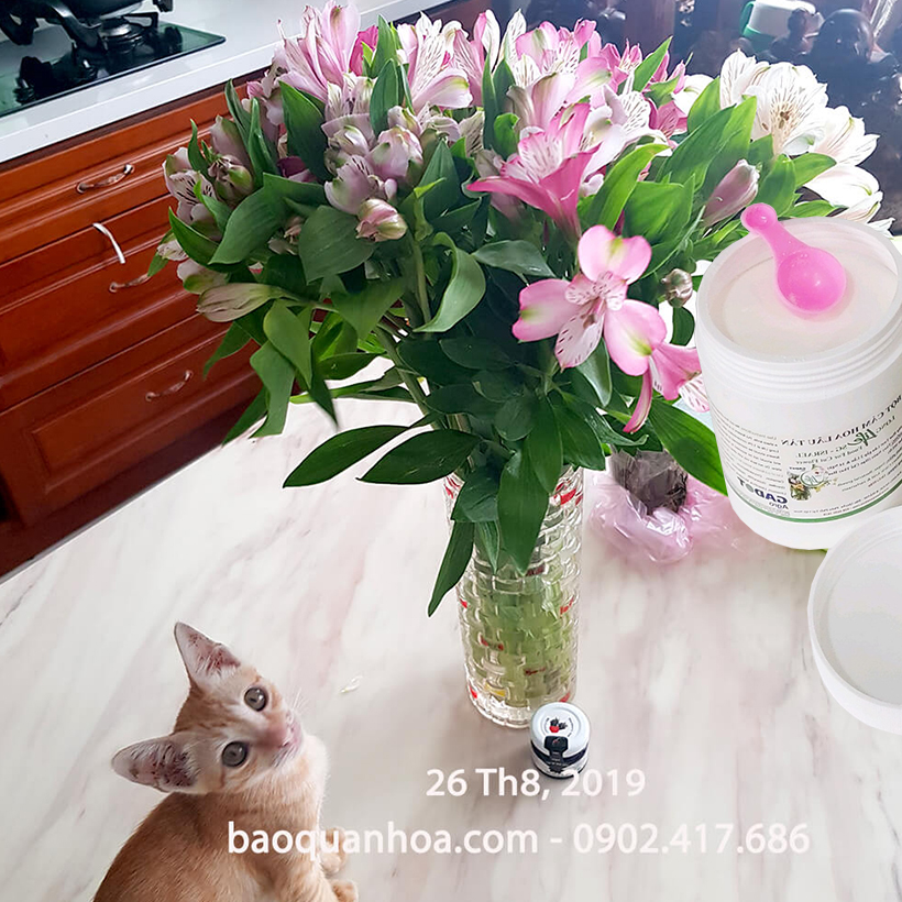 Thuốc cắm hoa lâu tàn Longlife SG nhập khẩu Israel giúp hoa cắm xốp tại Shop Hoa Florist tươi gấp 2 lần và hạn chế thay hoa định kỳ