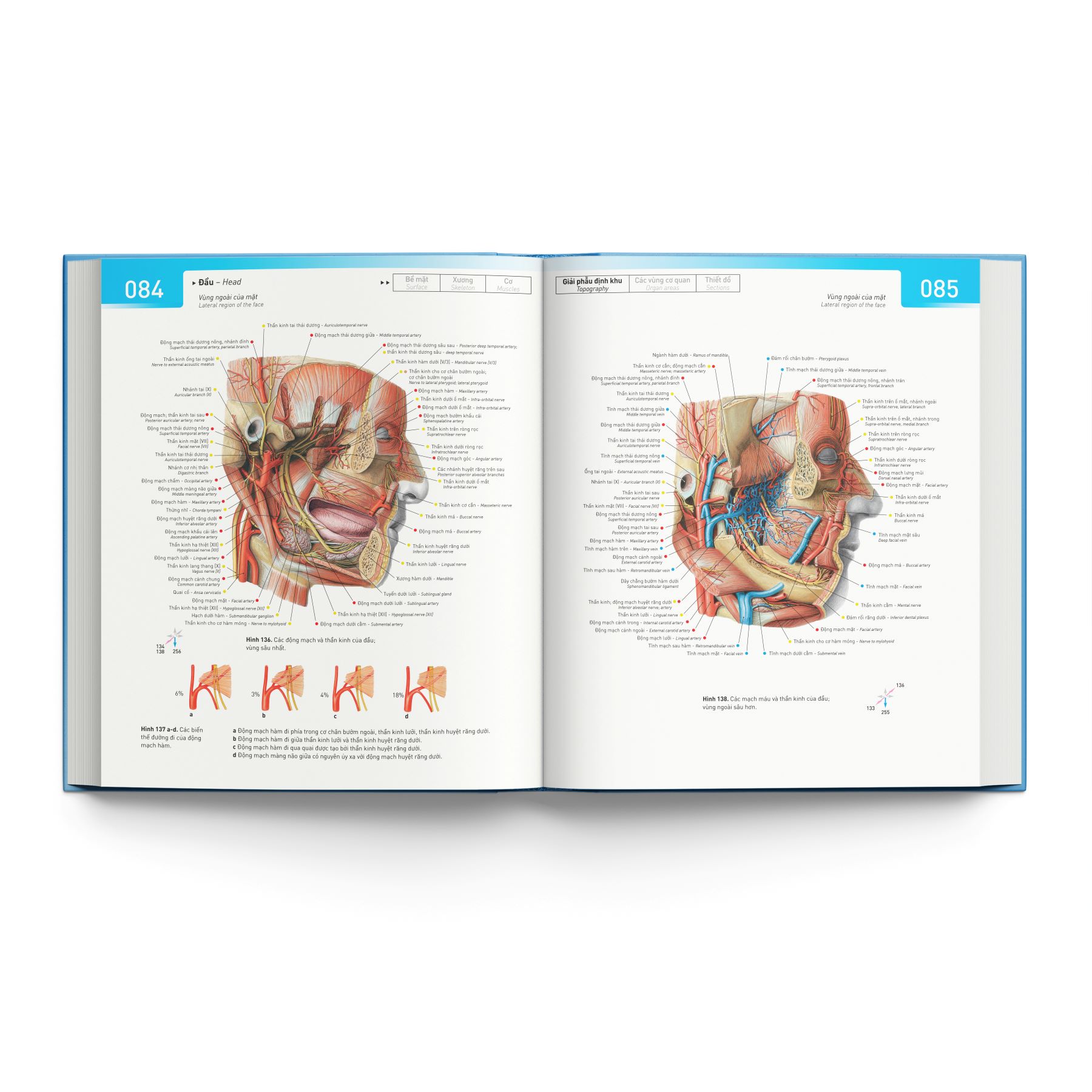 Sobotta 'Atlas' Giải Phẫu Người