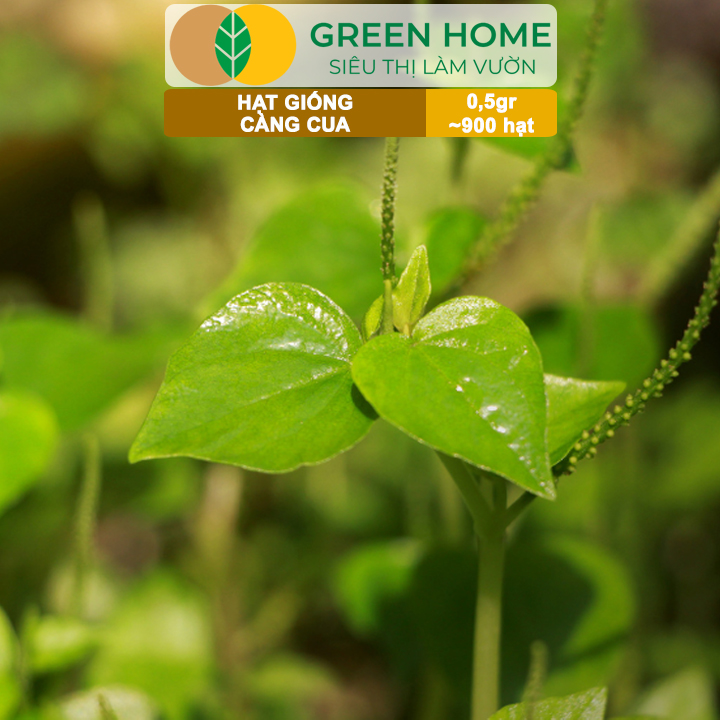 Hạt Giống Rau Càng Cua GreenHome, Gói 0,5gr~900 hạt, Dễ Chăm Sóc,Trồng Quanh Năm,Thu Hoạch Nhanh R27