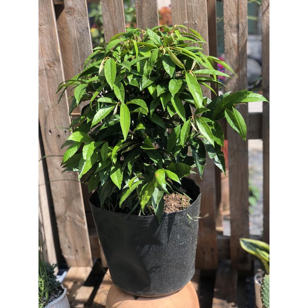 Cây Vú Sữa lò rèn Vĩnh Kim cao 70 - 90 cm