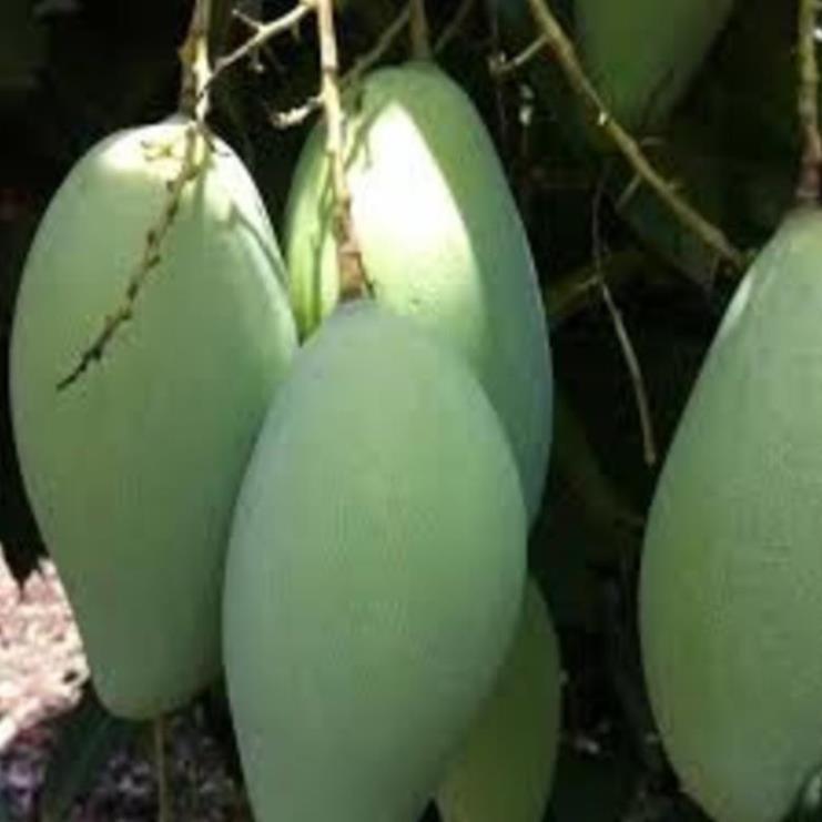 Cây giống xoài tứ quý cây giống chuẩn cho năng suất cao