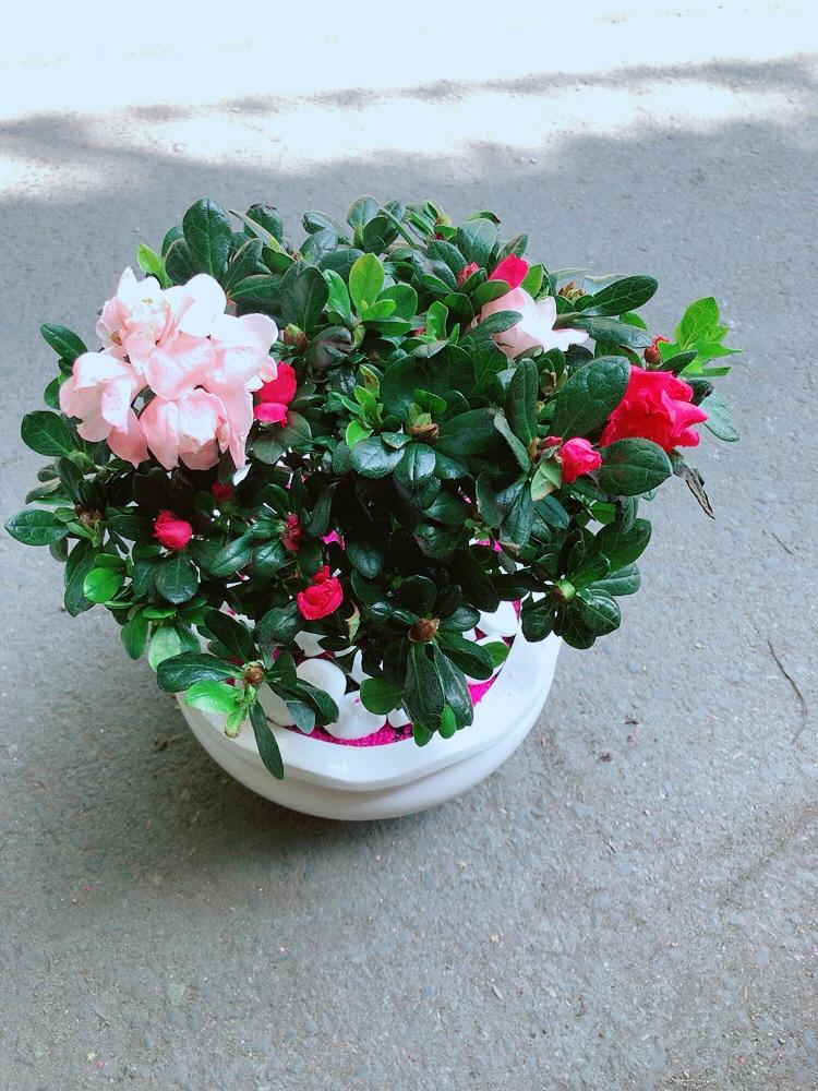 Chậu Hoa Đỗ Quyên 2 Màu