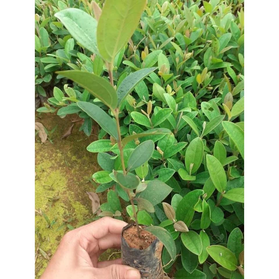 CÂY SIM TÍM RỪNG GIỐNG