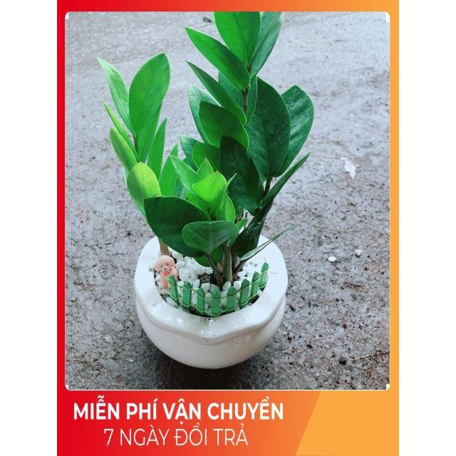 Chậu Kim Tiền Thái