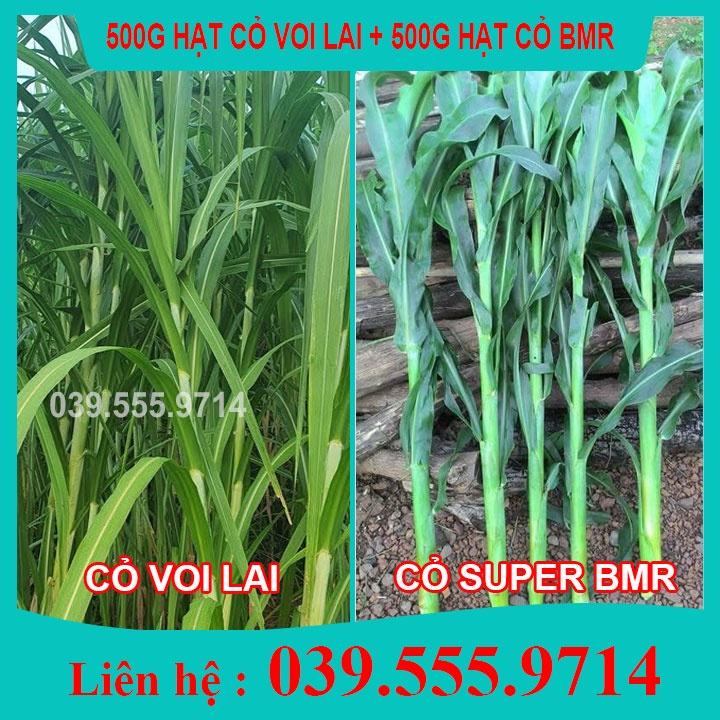 1KG Hạt cỏ Chăn Nuôi Gồm Cỏ Voi Lai  500gram & Hạt cỏ Chăn Nuôi Sudan Super BMR 500gram