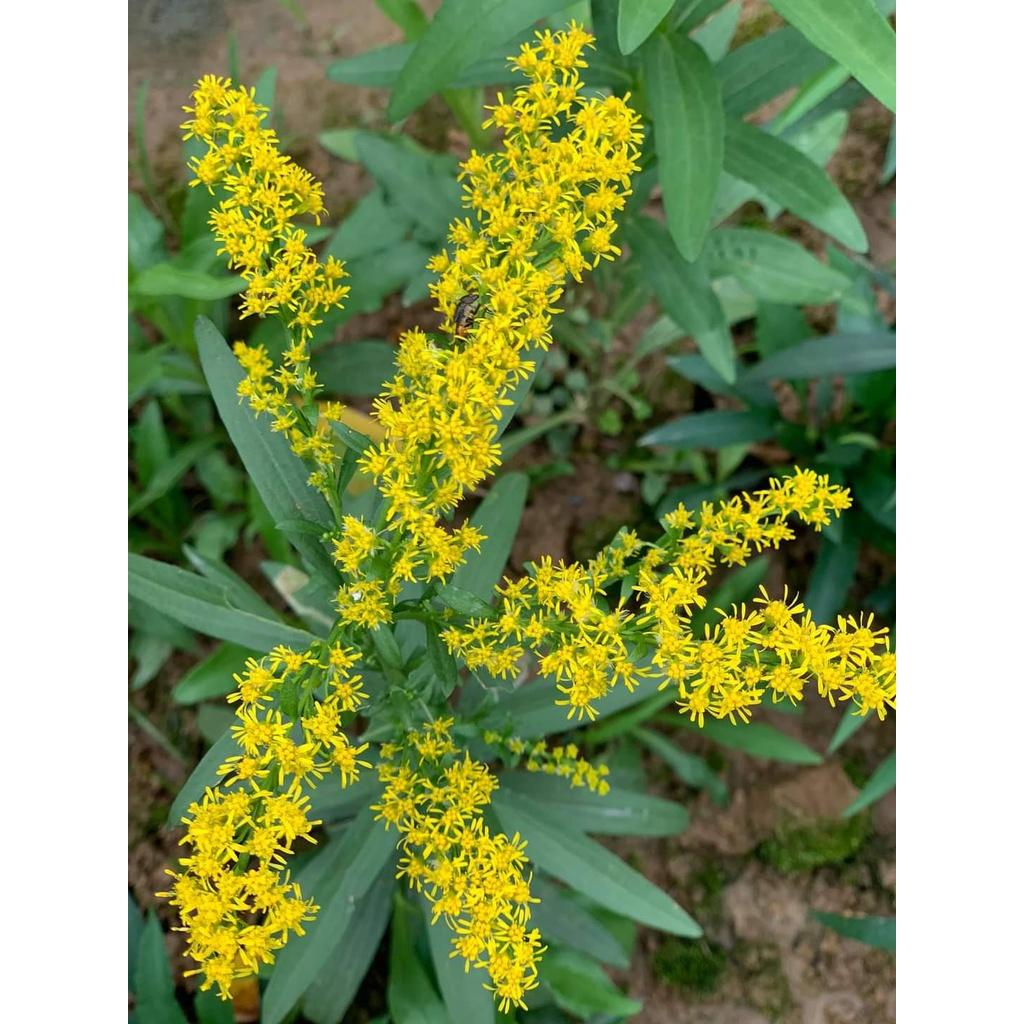 Hoa thạch thảo kép lùn siêu hoa đủ màu - cây giống nhỏ ươm bầu