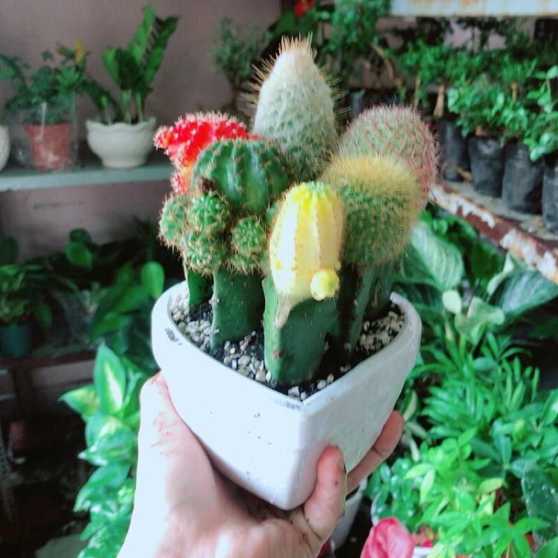 Chậu Xương Rồng Tiểu Cảnh