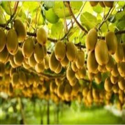CÂY GIỐNG KIWI LEO GIÀN RUỘT XANH DÒNG QUẢ SỚM, CAM KẾT CHUẨN GIỐNG F1