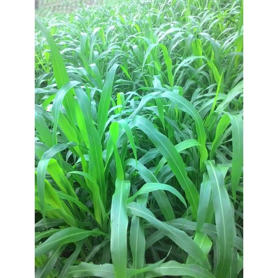 Hạt giống cỏ Sudan lai - Cỏ Cao Lương