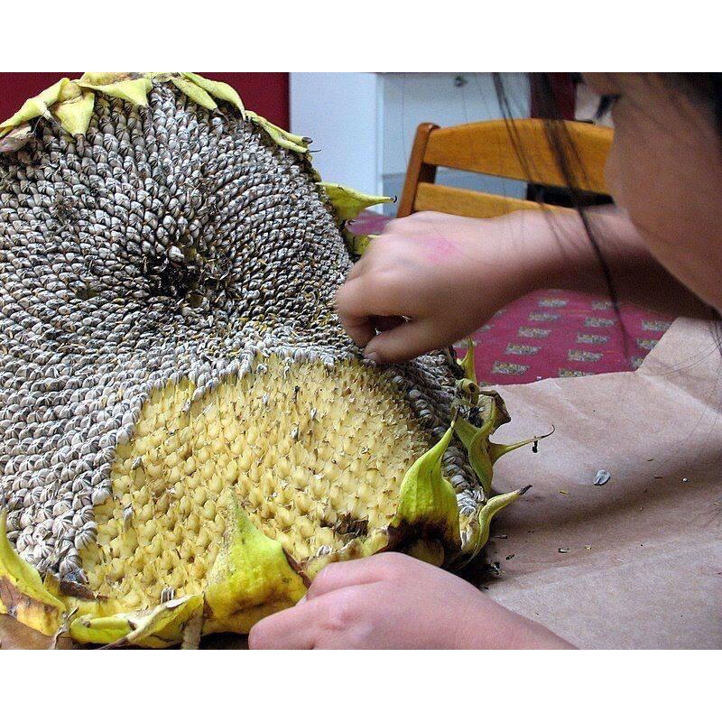 Hạt giống hướng dương ăn hạt Mỹ trắng