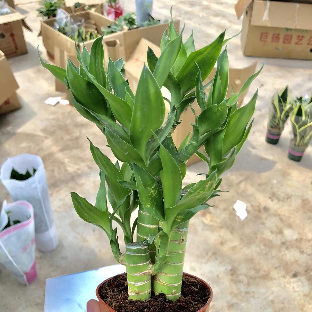 Cây phát tài phát lộc mini để bàn, Cao 15cm sức sống mãnh liệt, mang tài lộc cho gia chủ, thích hợp trang trí nội thất