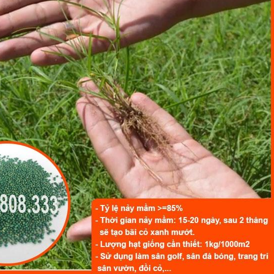 HẠT GIỐNG CỎ THẢM BERMUDA XANH - CỎ THẢM TRANG TRÍ SÂN VƯỜN