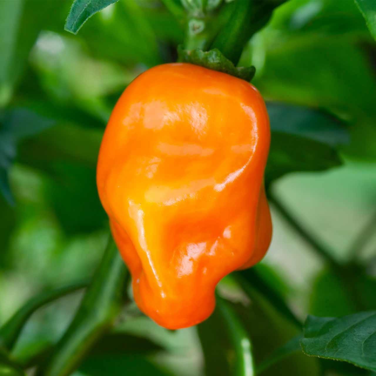 Hạt giống ớt cay Habanero vàng (gói 5 hạt)