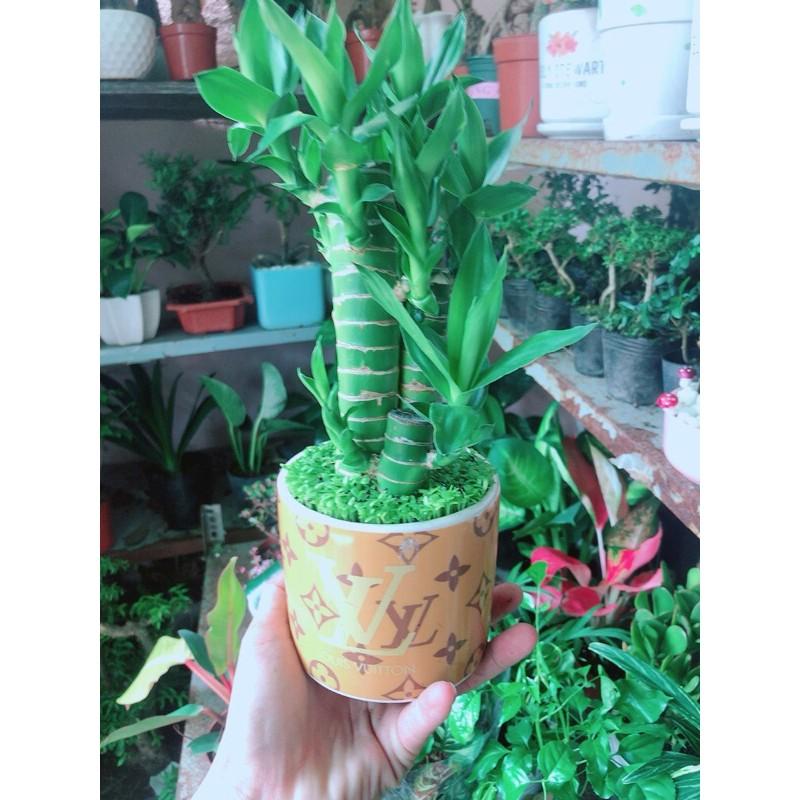 Chậu Trúc Phát Tài