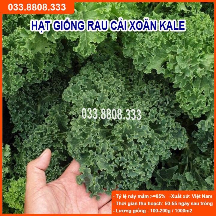 Hạt Giống Cải Kale - Rau Cải Ngon Dễ Trồng