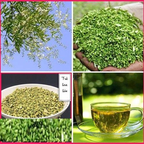 Cây hoa hòe, giống cây hoa hòe, cây cao đẹp bầu lớn