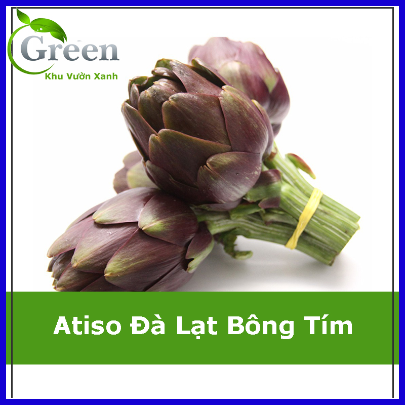 Hạt Giống Atiso Đà Lạt Bông Tím Chất Lượng