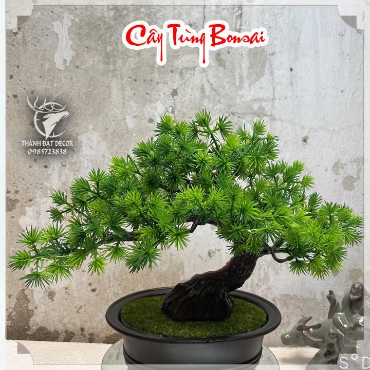 Chậu Cây Tùng Bonsai Trang Trí Tiểu Cảnh, Trang Trí Kèm Các Mẫu Tượng Mini