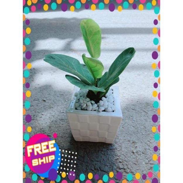 Chậu Bàng Singapore