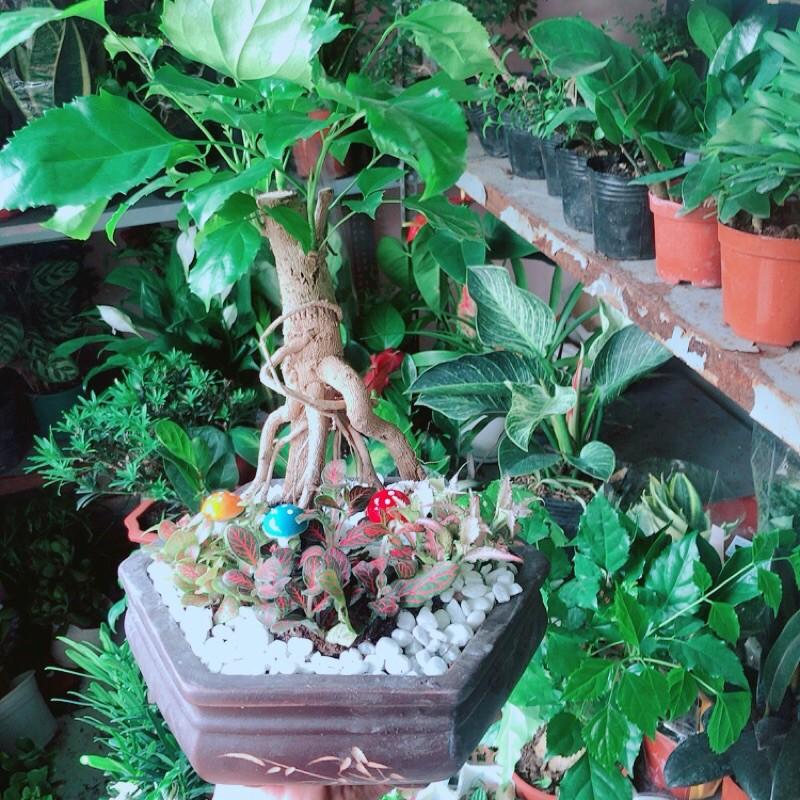Chậu Cây Hạnh Phúc Bonsai