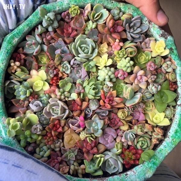 Combo 20 cây sen đá vỉ mix các loại