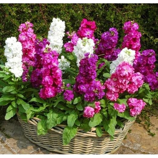 50hạt giống hoa hoàng anh nhiều màu